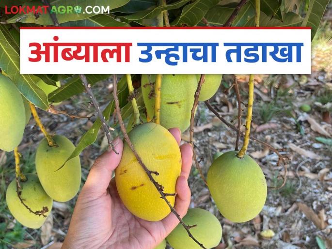 Amba Pik Salla : Mango burnt due to heat; Advice for farmers irrigation to mango trees | Amba Pik Salla: उष्णतेमुळे आंबा भाजला; आंब्याच्या झाडांना पाणी देण्याचा सल्ला Amba Pik Salla : Mango burnt due to heat; Advice for farmers irrigation to mango trees | Amba Pik Salla: उष्णतेमुळे आंबा भाजला; आंब्याच्या झाडांना पाणी देण्याचा सल्ला