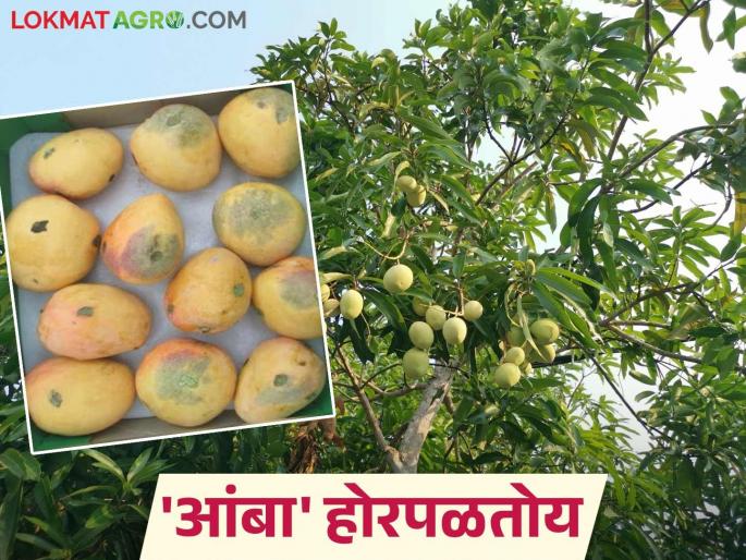 This year, the arrival of Hapus Mango in the market is getting late; farmers are working hard to save their mangoes | यंदा हापूस बाजारात येण्यासाठी होतोय लेट; बागायतदारांची आंबा वाचविण्यासाठी मोठी कसरत