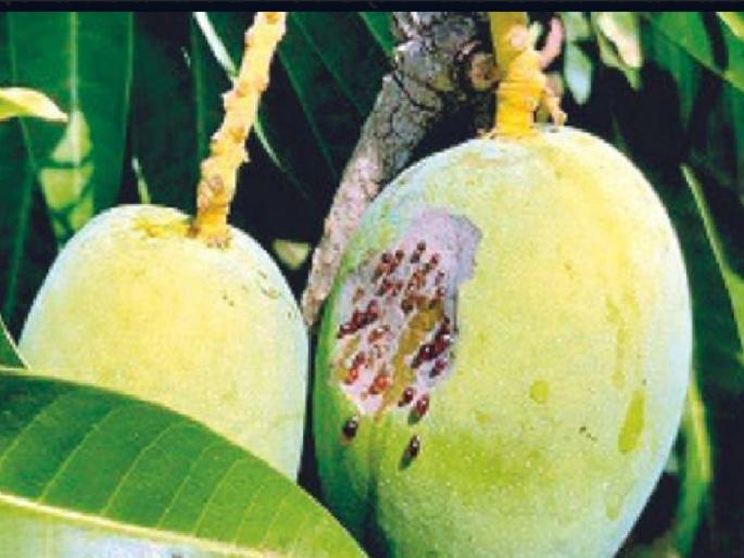 Mango, cashew, kokum, coconut, betel nut crops in Konkan affected by climate change | वाढत्या उष्म्याने आंबा ढागाळला, बागायतदारांना फटका Mango, cashew, kokum, coconut, betel nut crops in Konkan affected by climate change | वाढत्या उष्म्याने आंबा ढागाळला, बागायतदारांना फटका