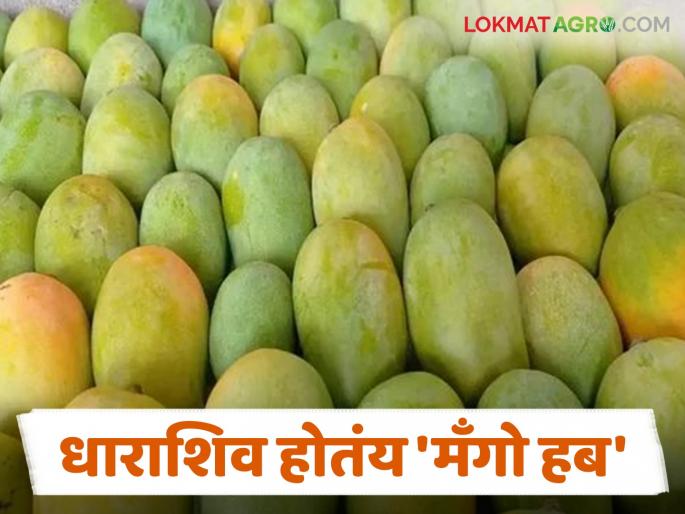 Dharashiva Mango : After grapes, Dharashiv's 'mango' is in the news; Saffron mango will remain the leader in exports. Read in detail | Dharashiva Mango : द्राक्षापाठोपाठ धाराशिवच्या 'मँगो' चा डंका; केशर निर्यातीत अग्रेसर राहणार वाचा सविस्तर Dharashiva Mango : After grapes, Dharashiv's 'mango' is in the news; Saffron mango will remain the leader in exports. Read in detail | Dharashiva Mango : द्राक्षापाठोपाठ धाराशिवच्या 'मँगो' चा डंका; केशर निर्यातीत अग्रेसर राहणार वाचा सविस्तर