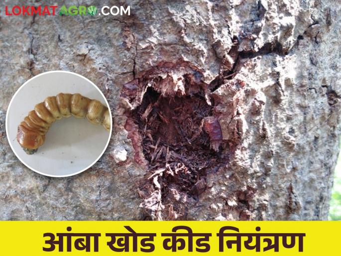 mango stem borer, The trunk of the mango is poached and the husk is coming out of it; How to control | आंबा खोडकीड, आंब्याचे खोड पोखरलय त्यातून भुसा बाहेर येतोय; कसे कराल नियंत्रण mango stem borer, The trunk of the mango is poached and the husk is coming out of it; How to control | आंबा खोडकीड, आंब्याचे खोड पोखरलय त्यातून भुसा बाहेर येतोय; कसे कराल नियंत्रण