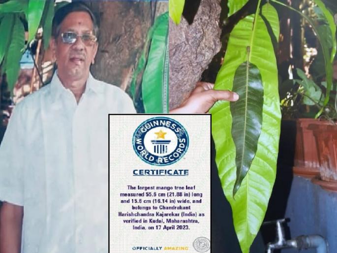 World's largest mango leaf of Hapus in Chandrakant Kajrekar's garden at Kudal in Sindhudurg district, World record holder | जगातील सर्वांत मोठे आंब्याचे पान कोकणात, जागतिक रेकॉर्ड होल्डर; कुडाळ येथील बागायतदार चंद्रकांत काजरेकर यांचा विक्रम