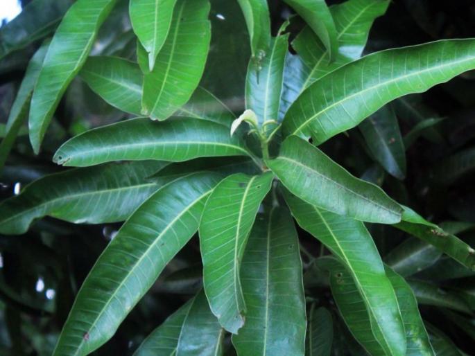 Ratnagiri: This year's hapoo season will be delayed, the mohora ratio is minimal | रत्नागिरी : यावर्षी हापूसचा हंगाम लांबणार, मोहोराचे प्रमाण अत्यल्प