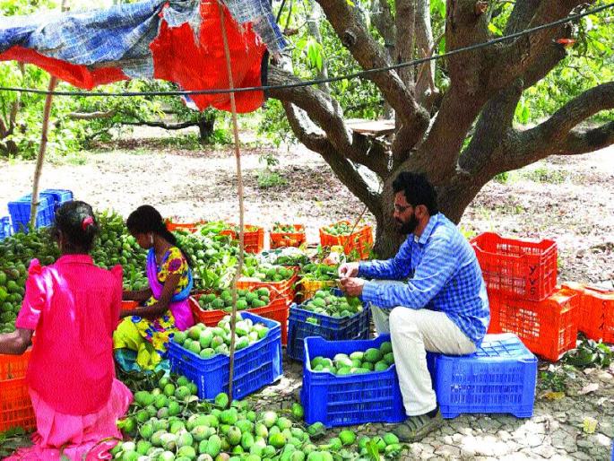 mangoes in North Konkan end of May this year? Bad weather blow | उत्तर कोकणात आंब्याचा हंगाम यंदा मे अखेरीस? खराब हवामानाचा फटका mangoes in North Konkan end of May this year? Bad weather blow | उत्तर कोकणात आंब्याचा हंगाम यंदा मे अखेरीस? खराब हवामानाचा फटका