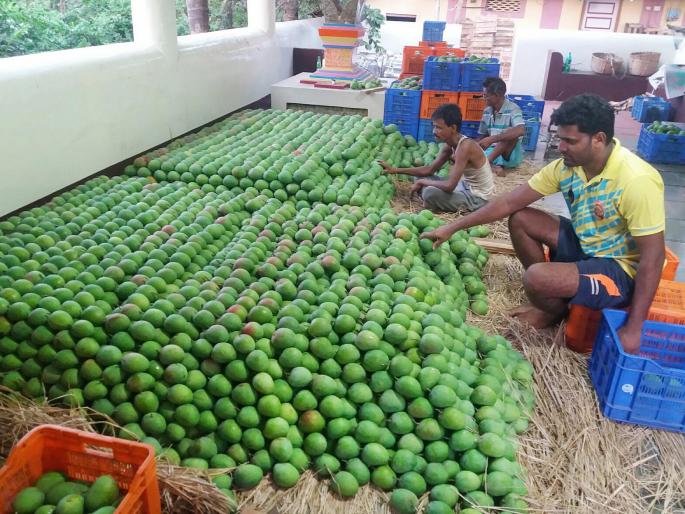 The hapus season is now in the final phase | हापूसचा हंगाम आता अखेरच्या टप्प्यात The hapus season is now in the final phase | हापूसचा हंगाम आता अखेरच्या टप्प्यात