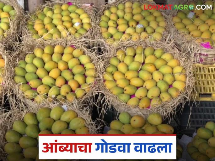 An average of 100 tons of mangoes arrive daily in Mumbai Market Committee; What is the price of each mango? | मुंबई बाजार समितीमध्ये प्रतिदिन सरासरी १०० टन आंब्याची आवक; कोणत्या आंब्याला किती दर?