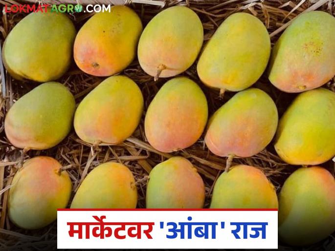 Mango Market Mumbai : Mango rules the market committee of Mumbai; What is the price of which mango? | Mango Market Mumbai : मुंबई बाजार समितीवर आंब्याचे राज्य; कोणत्या आंब्याला किती दर? वाचा सविस्तर Mango Market Mumbai : Mango rules the market committee of Mumbai; What is the price of which mango? | Mango Market Mumbai : मुंबई बाजार समितीवर आंब्याचे राज्य; कोणत्या आंब्याला किती दर? वाचा सविस्तर