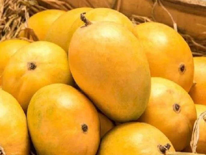 Mango Festival in Sangli from 24 may | सांगलीत २४ पासून आंबा महोत्सव; रत्नागिरी, देवगड हापूससह स्थानिक केशर आंबा उत्पादकही येणार Mango Festival in Sangli from 24 may | सांगलीत २४ पासून आंबा महोत्सव; रत्नागिरी, देवगड हापूससह स्थानिक केशर आंबा उत्पादकही येणार