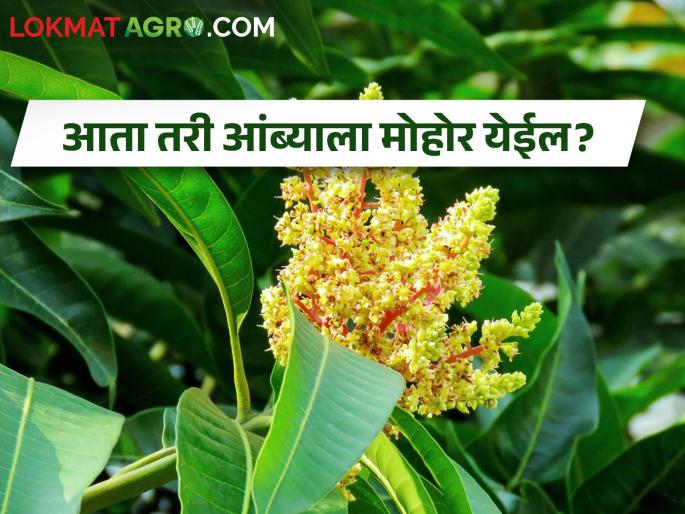 Hoping to bloom flowering of Hapus mango due to night cold | रात्रीच्या गारठ्यामुळे हापूसचा मोहोर बहरण्याची आशा Hoping to bloom flowering of Hapus mango due to night cold | रात्रीच्या गारठ्यामुळे हापूसचा मोहोर बहरण्याची आशा