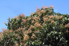 Due to the risk of mango crops in Ratnagiri district due to cloudy weather, Mohora faces danger of fungus | पावसामुळे रत्नागिरी जिल्ह्यातील आंबा पिक धोक्यात, ढगाळ वातावरणामुळे मोहोराला बुरशीचा धोका Due to the risk of mango crops in Ratnagiri district due to cloudy weather, Mohora faces danger of fungus | पावसामुळे रत्नागिरी जिल्ह्यातील आंबा पिक धोक्यात, ढगाळ वातावरणामुळे मोहोराला बुरशीचा धोका