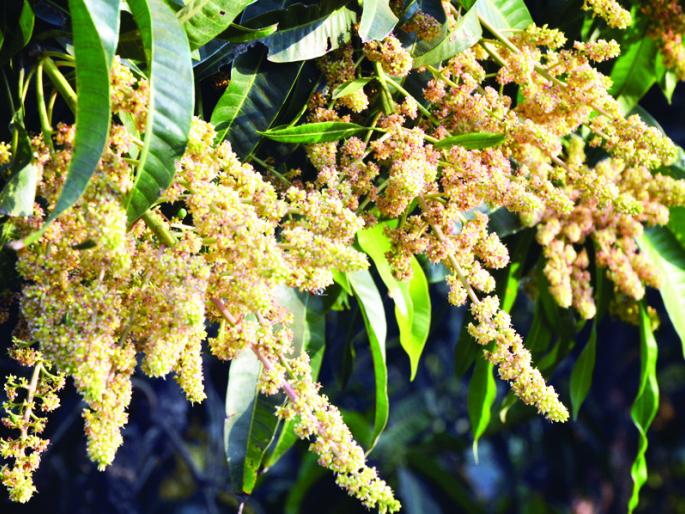 Ratnagiri: sudden increase in heat; Reproductive growth results in crop failure, turmoil, crisis again | रत्नागिरी : अचानक उष्म्यात वाढ; बागायतदार घामाघूम, आंब्यावर पुन्हा संकट, पुनर्मोहोरामुळे फळगळतीत वाढ