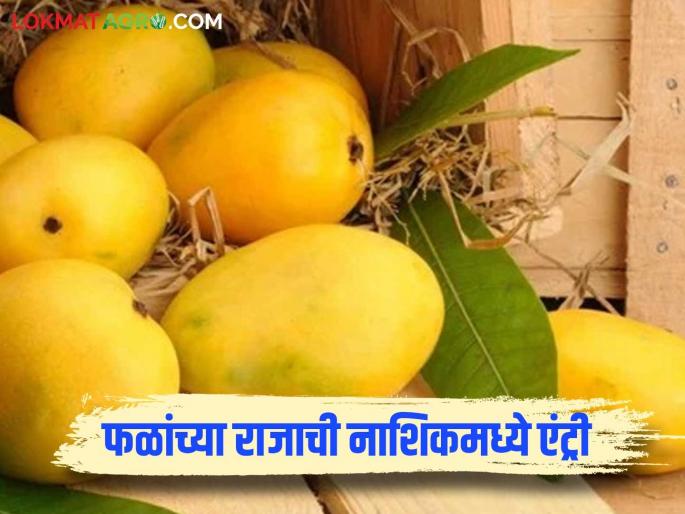 Latest News Nashik amba Market Mangoes arrive in Nashik market, see market price | Nashik Amba Market : नाशिकच्या बाजारपेठेत फळांचा राजा आंबा दाखल, काय भाव मिळतोय?  Latest News Nashik amba Market Mangoes arrive in Nashik market, see market price | Nashik Amba Market : नाशिकच्या बाजारपेठेत फळांचा राजा आंबा दाखल, काय भाव मिळतोय?