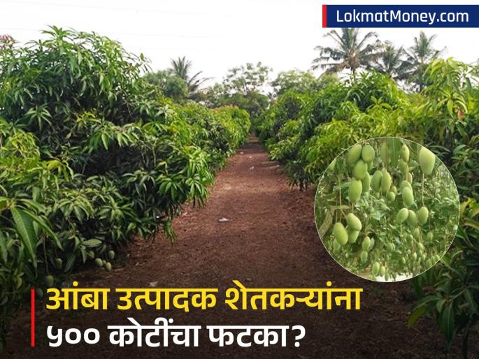 weather hits mango farmers in up and maharashtra hard will lost rs 500 crore | फक्त एका कारणामुळे आंबा उत्पादकांना बसणार ५०० कोटींचा फटका! लोणच्यासाठी विकण्याची वेळ!