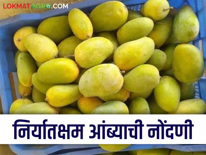 Latest News Amba Niryat Registration of export-ready mango orchards through Apeda's Magonet system see details | Mango Export : युरोपियन देशांत आंबा निर्यात करायचीय, इथं करा नोंदणी, 'ही' आहे शेवटची तारीख! Latest News Amba Niryat Registration of export-ready mango orchards through Apeda's Magonet system see details | Mango Export : युरोपियन देशांत आंबा निर्यात करायचीय, इथं करा नोंदणी, 'ही' आहे शेवटची तारीख!