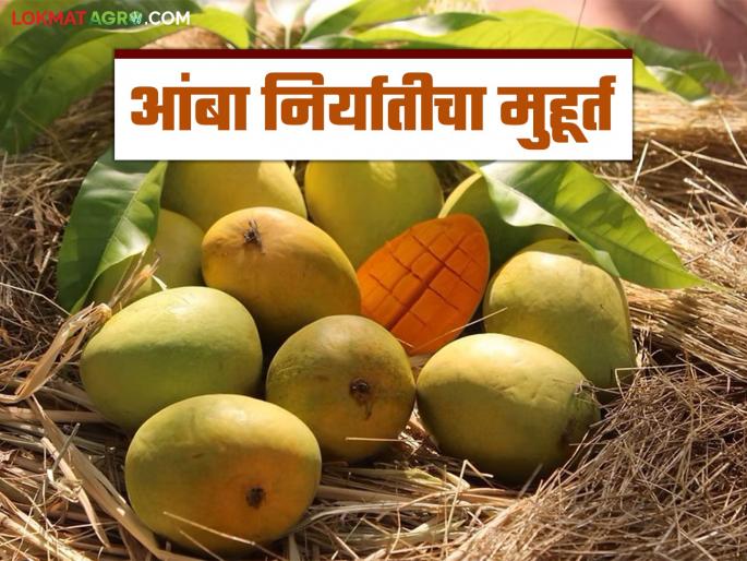 Mango exports will start from the first week of April; How much will be exported to which countries this year? | एप्रिलच्या पहिल्या आठवड्यापासून आंबा निर्यात सुरू होणार; यंदा कोणत्या देशात किती निर्यात? Mango exports will start from the first week of April; How much will be exported to which countries this year? | एप्रिलच्या पहिल्या आठवड्यापासून आंबा निर्यात सुरू होणार; यंदा कोणत्या देशात किती निर्यात?