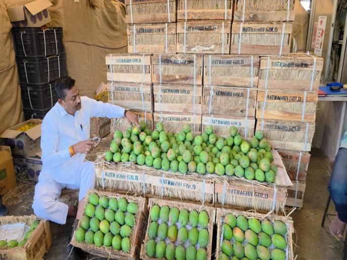 This year the sweet taste of mangoes is expensive the price of Alphonso is beyond the reach of the matches | Alphonso Mango: यंदा पाडव्याला आंब्याची गोड चव महागात; हापूसचे दर सामन्यांच्या आवाक्याबाहेरच