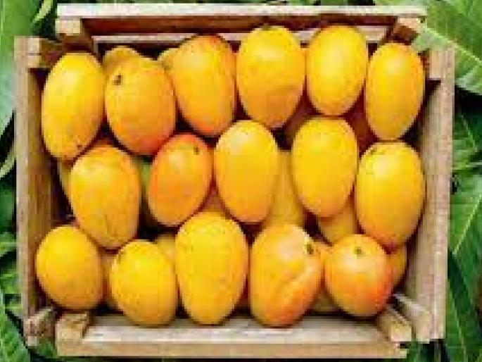 Only 1839 gardeners in Ratnagiri, Sindhudurg district registered officially | फसवणूक हाेते म्हणून ओरड, पण मानांकन नोंदणीकडे पाठ; रत्नागिरी, सिंधुदुर्ग जिल्ह्यातील किती बागायतदारांनी केली नोंदणी..वाचा Only 1839 gardeners in Ratnagiri, Sindhudurg district registered officially | फसवणूक हाेते म्हणून ओरड, पण मानांकन नोंदणीकडे पाठ; रत्नागिरी, सिंधुदुर्ग जिल्ह्यातील किती बागायतदारांनी केली नोंदणी..वाचा
