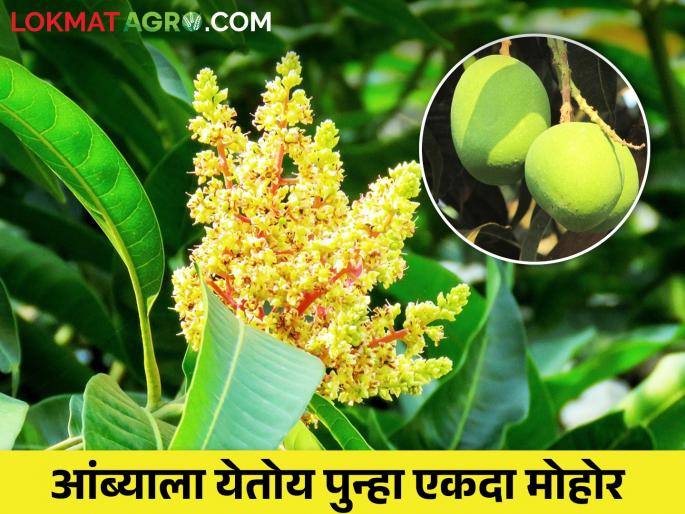 Due to the cold, the mango crop is getting repeat flowering; How to manage it | थंडीमुळे आंबा पिकाला येतोय पुनर्मोहर; कसे कराल व्यवस्थापन Due to the cold, the mango crop is getting repeat flowering; How to manage it | थंडीमुळे आंबा पिकाला येतोय पुनर्मोहर; कसे कराल व्यवस्थापन