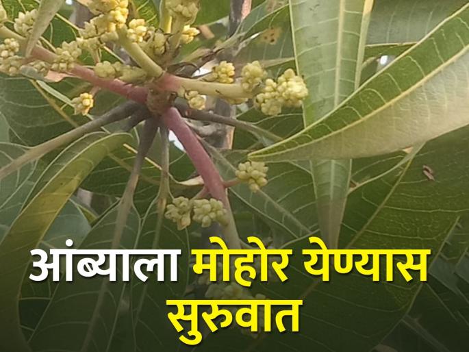 Due to cold weather, the mango tree flowering in winter | थंडीमुळे हिवाळ्याची चाहूल, आंबा कलमांना मोहोर Due to cold weather, the mango tree flowering in winter | थंडीमुळे हिवाळ्याची चाहूल, आंबा कलमांना मोहोर