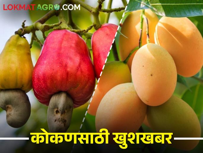 600 crore tender released from MIDC for Mango, Cashew Park in Ratnagiri | रत्नागिरीत आंबा, काजू पार्कसाठी एमआयडीसीची ६०० कोटींची निविदा प्रसिद्ध 600 crore tender released from MIDC for Mango, Cashew Park in Ratnagiri | रत्नागिरीत आंबा, काजू पार्कसाठी एमआयडीसीची ६०० कोटींची निविदा प्रसिद्ध