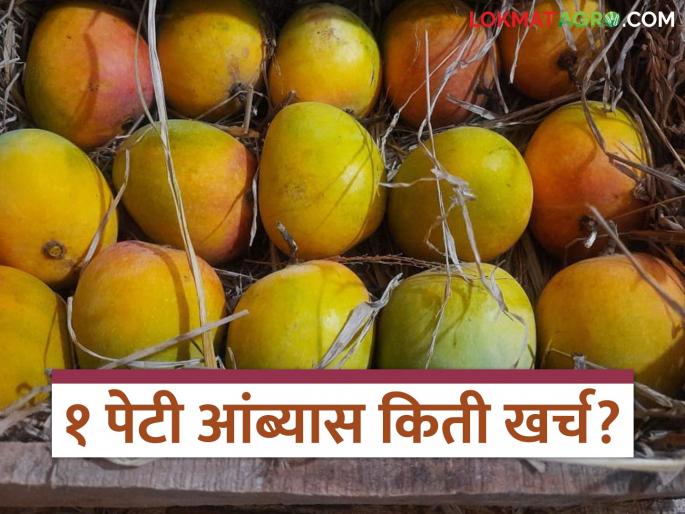 How much does it cost a farmer to produce a box of mangoes? Read in detail | एक पेटी आंबा तयार होण्यासाठी शेतकऱ्याचा किती खर्च होतो? वाचा सविस्तर How much does it cost a farmer to produce a box of mangoes? Read in detail | एक पेटी आंबा तयार होण्यासाठी शेतकऱ्याचा किती खर्च होतो? वाचा सविस्तर