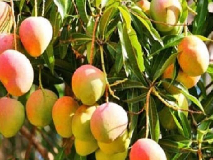 Action Force for Pest Control of Hapus | हापूसवरील कीडरोग नियंत्रणासाठी कृती दल, संशोधन करून उपाय शोधणार Action Force for Pest Control of Hapus | हापूसवरील कीडरोग नियंत्रणासाठी कृती दल, संशोधन करून उपाय शोधणार
