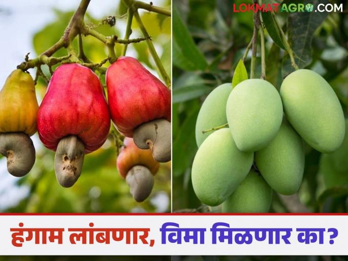 Fal Pik Vima Yojana : Mango and cashew season will be extended this year; Will the weather risk period in the insurance scheme be extended? | Fal Pik Vima Yojana : यंदा आंबा आणि काजू हंगाम लांबणार; विमा योजनेतील हवामान धोक्याचा कालावधी वाढणार का? Fal Pik Vima Yojana : Mango and cashew season will be extended this year; Will the weather risk period in the insurance scheme be extended? | Fal Pik Vima Yojana : यंदा आंबा आणि काजू हंगाम लांबणार; विमा योजनेतील हवामान धोक्याचा कालावधी वाढणार का?