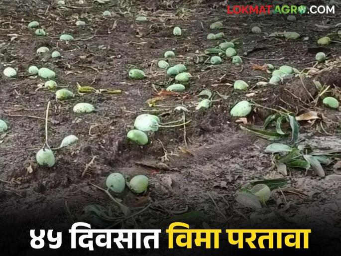 Will the trigger for mango crop insurance be implemented this year? Find out in detail | यंदा तरी आंबा फळपीक विम्यासाठी ट्रिगर लागू होणार का? जाणून घ्या सविस्तर