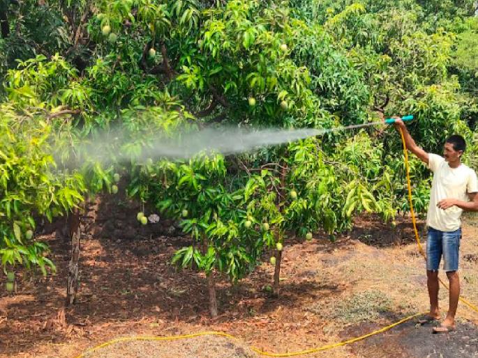 Mangoes fall due to stormy winds and rain causing a big blow to gardeners | आंब्याच्या मागे लागलेले दुष्टचक्र संपेना, वादळसदृश वारे अन् पावसाने हिरावला घास Mangoes fall due to stormy winds and rain causing a big blow to gardeners | आंब्याच्या मागे लागलेले दुष्टचक्र संपेना, वादळसदृश वारे अन् पावसाने हिरावला घास