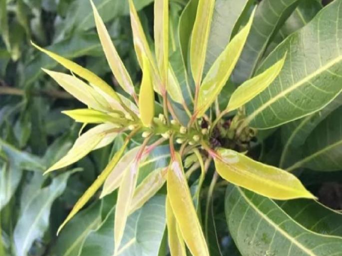 Mango cuttings in Devgad taluka will sprout in June itself | Sindhudurg: देवगड तालुक्यात आंबा कलमांना जूनमध्येच बहारदार पालवी, बागायतदारांच्या आशा पल्लवित