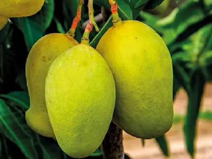 No new research has been done in the last 10 years at the Mango Production Research Sub-Centre at Rameshwar | १० वर्षांत संशोधन नाही; पगारावर मात्र ५ कोटी खर्च!; दापोली कृषी विद्यापिठाची आंबा उत्पादनाबाबत अनास्था No new research has been done in the last 10 years at the Mango Production Research Sub-Centre at Rameshwar | १० वर्षांत संशोधन नाही; पगारावर मात्र ५ कोटी खर्च!; दापोली कृषी विद्यापिठाची आंबा उत्पादनाबाबत अनास्था