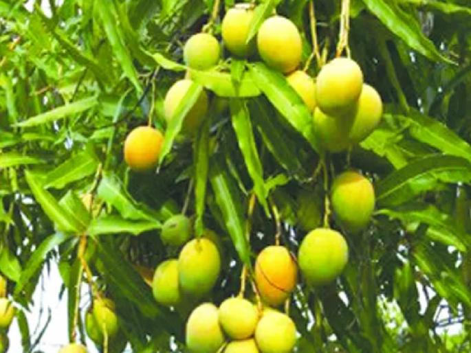 Thrips infestation on hapu due to climate change, increase in spraying, increase in cost of production | हवामानातील बदलामुळे हापूसवर थ्रीप्सचा प्रादुर्भाव, फवारणी वाढल्याने उत्पादन खर्चात मोठी वाढ Thrips infestation on hapu due to climate change, increase in spraying, increase in cost of production | हवामानातील बदलामुळे हापूसवर थ्रीप्सचा प्रादुर्भाव, फवारणी वाढल्याने उत्पादन खर्चात मोठी वाढ