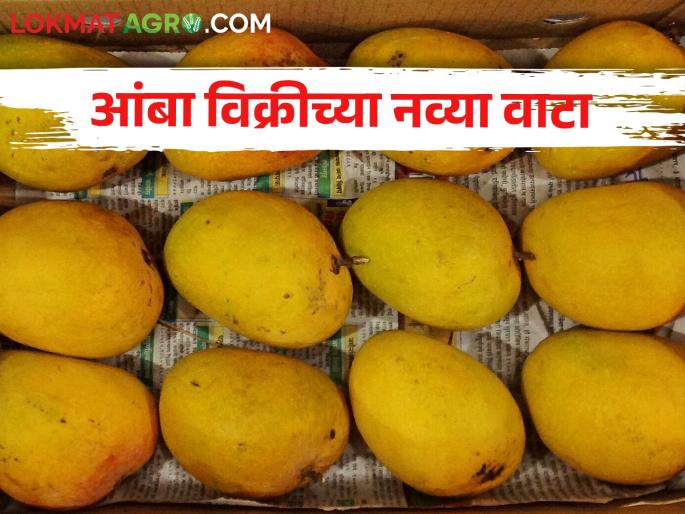 Mangoes are getting low price in Vashi market, farmers are looking for new options | वाशी मार्केटमध्ये आंब्याला मिळतोय कमी भाव, शेतकऱ्यांनी शोधले नवे पर्याय Mangoes are getting low price in Vashi market, farmers are looking for new options | वाशी मार्केटमध्ये आंब्याला मिळतोय कमी भाव, शेतकऱ्यांनी शोधले नवे पर्याय