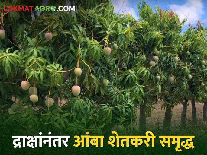 Latest News Export of Dussehri and Kesar Mangoes from rural areas of Nashik | Mango Season : नाशिकच्या ग्रामीण भागातील आंबा सातासमुद्रापार, दशेहरी अन् केसरचा बोलबाला Latest News Export of Dussehri and Kesar Mangoes from rural areas of Nashik | Mango Season : नाशिकच्या ग्रामीण भागातील आंबा सातासमुद्रापार, दशेहरी अन् केसरचा बोलबाला