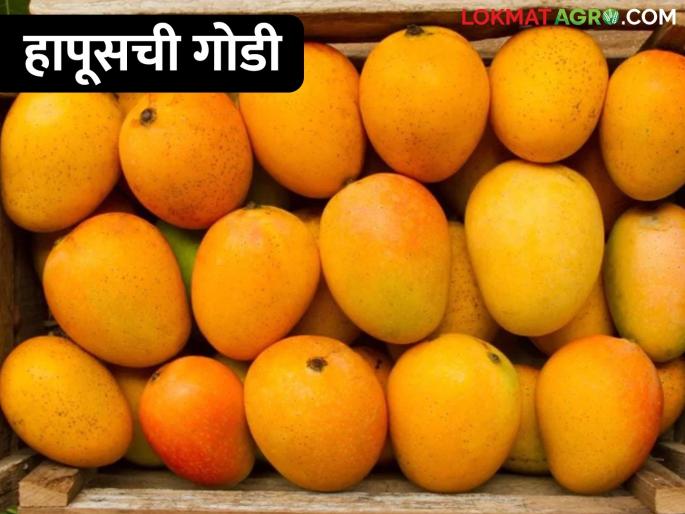 When you see mangoes, your mouth is watering... the arrival of hapus has started, how is the market price | आंबा बघितला की तोंडाला सुटतंय पाणी... हापूसची आवक सुरु, असा मिळतोय बाजारभाव When you see mangoes, your mouth is watering... the arrival of hapus has started, how is the market price | आंबा बघितला की तोंडाला सुटतंय पाणी... हापूसची आवक सुरु, असा मिळतोय बाजारभाव