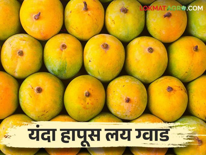 Our Hapus is heavy in the world; Hapus is a little more sweet for farmer this year | आमचा हापूस जगात भारी; यंदा बागायतदारांसाठी हापूसची गोडी थोडी अधिक
