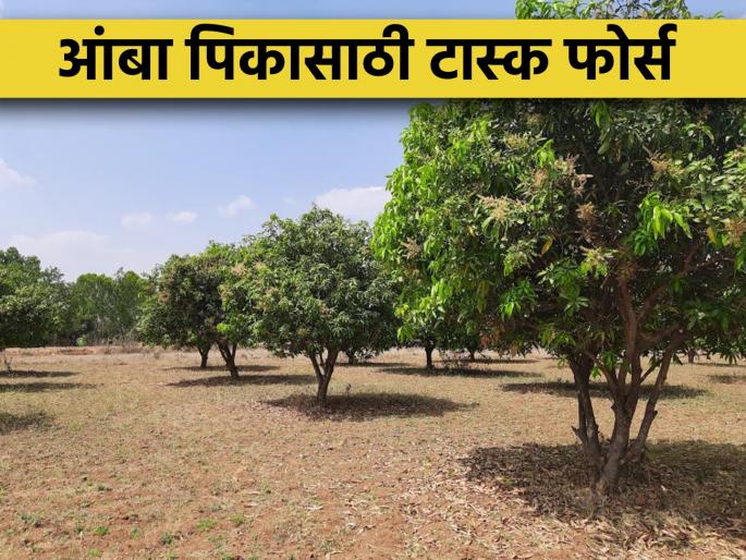 Establishment of task force for control of pest diseases affecting in mango crop | आंबा पिकावर येणाऱ्या कीड रोगांच्या नियंत्रणासाठी कृती दलाची स्थापना Establishment of task force for control of pest diseases affecting in mango crop | आंबा पिकावर येणाऱ्या कीड रोगांच्या नियंत्रणासाठी कृती दलाची स्थापना