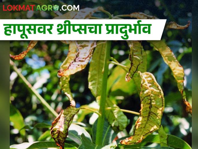 Thrips infestation on Hapus mango due to climate change | हवामानातील बदलामुळे हापूसवर थ्रीप्सचा प्रादुर्भाव Thrips infestation on Hapus mango due to climate change | हवामानातील बदलामुळे हापूसवर थ्रीप्सचा प्रादुर्भाव