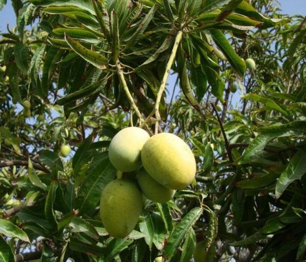 The effects of climate change Will La-Nino effect prolong mango season | ‘ला-निनो’च्या प्रभावामुळे आंबा हंगाम लांबणार? हवामान बदलाचा परिणाम; काजू पिकालाही बसणार फटका The effects of climate change Will La-Nino effect prolong mango season | ‘ला-निनो’च्या प्रभावामुळे आंबा हंगाम लांबणार? हवामान बदलाचा परिणाम; काजू पिकालाही बसणार फटका