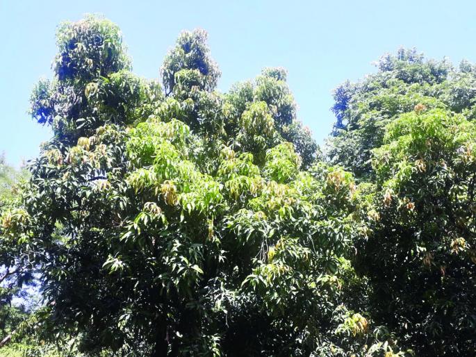 Mango cools the gardener's hopes | थंडीमुळे आंबा बागायतदारांच्या आशा पल्लवित