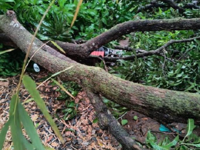 Father and daughter injured after mango tree falls on moving bike | चालत्या दुचाकीवर आंब्याचे झाड कोसळल्याने बाप-लेक जखमी Father and daughter injured after mango tree falls on moving bike | चालत्या दुचाकीवर आंब्याचे झाड कोसळल्याने बाप-लेक जखमी