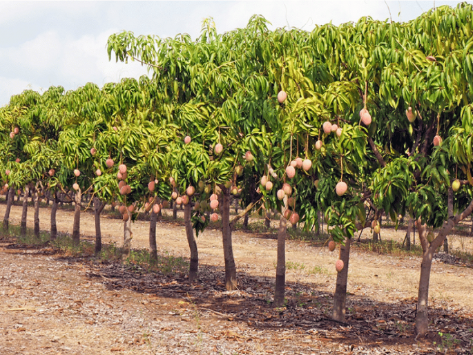 Risk of mango production in changing environment | बदलत्या वातावरणाचा आंबा उत्पादनाला धोका
