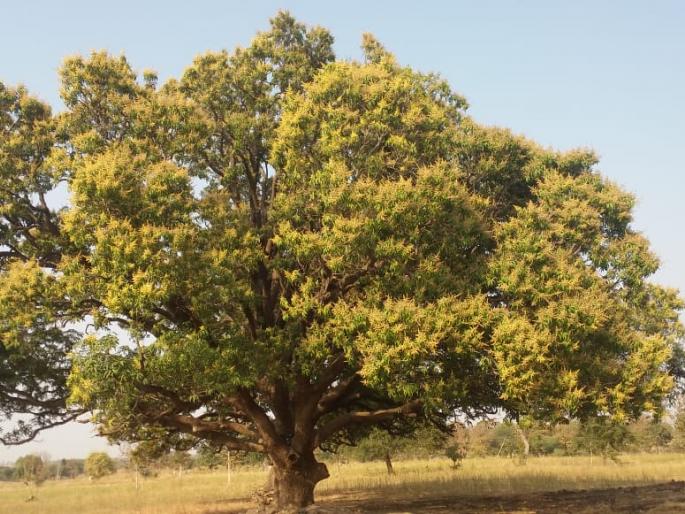 Springtime; mango tree flurish | वसंत ऋुतुची चाहूल; मोहराने लदबदले आम्रवृक्ष Springtime; mango tree flurish | वसंत ऋुतुची चाहूल; मोहराने लदबदले आम्रवृक्ष