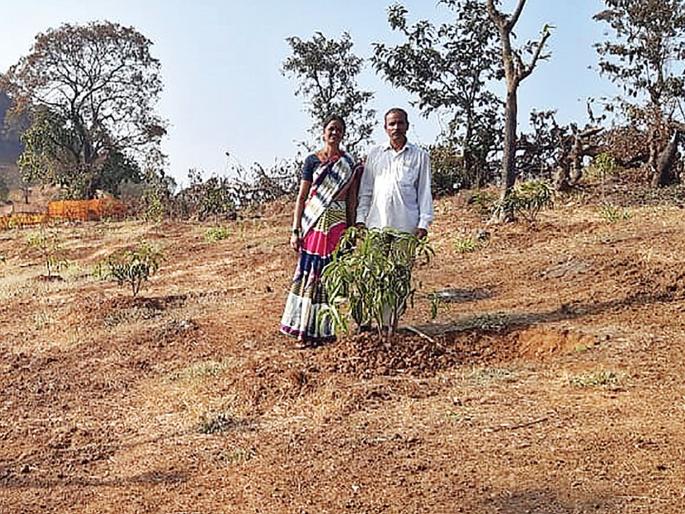 The mango section survived by bringing water from one km | सलाम तुमच्या जिद्दीला! एक किमीवरून पाणी आणून शेतकरी महिलेनं जगवली आंब्याची कलमं The mango section survived by bringing water from one km | सलाम तुमच्या जिद्दीला! एक किमीवरून पाणी आणून शेतकरी महिलेनं जगवली आंब्याची कलमं