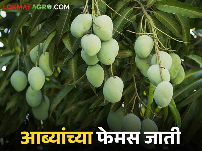 Mango Varieties: Cultivation of mango? Which Variety will you choose? | Mango Varieties: आंबा लागवड करताय? कोणत्या जातीची निवड कराल