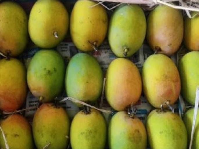 65 thousand boxes of mangoes from Konkan for sale in Vashi market | कोकणातून वाशी बाजारपेठेत पोहोचला उच्चांकी आंबा, मात्र खर्चही निघताना मुश्किल 65 thousand boxes of mangoes from Konkan for sale in Vashi market | कोकणातून वाशी बाजारपेठेत पोहोचला उच्चांकी आंबा, मात्र खर्चही निघताना मुश्किल