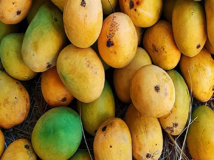 mango season in pune Action will be taken if calcium carbide is used to ripen mangoes | सावधान...! आंबा पिकविण्यासाठी कॅल्शियम कार्बाईडचा वापर झाल्यास कारवाई mango season in pune Action will be taken if calcium carbide is used to ripen mangoes | सावधान...! आंबा पिकविण्यासाठी कॅल्शियम कार्बाईडचा वापर झाल्यास कारवाई