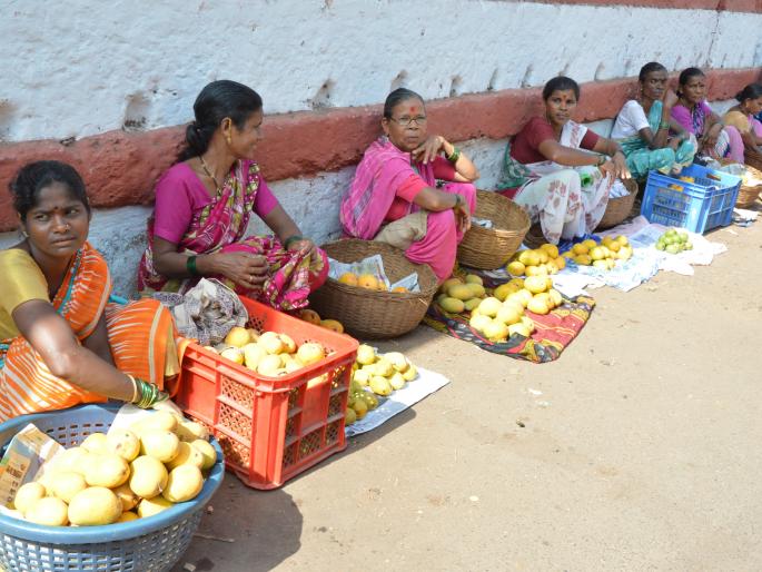 Ratnagiri: The hapoo season ends in five days, the last phase of mango seedlings will start | रत्नागिरी : पाच दिवसात हापूसचा हंगाम संपणार, शेवटच्या टप्प्यातील आंबाकाढणी सुरू Ratnagiri: The hapoo season ends in five days, the last phase of mango seedlings will start | रत्नागिरी : पाच दिवसात हापूसचा हंगाम संपणार, शेवटच्या टप्प्यातील आंबाकाढणी सुरू