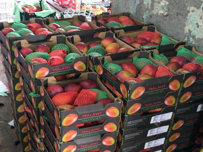 Malawi's Tammy Atkins Mango Came in APMC | मलावी चा टाॅमी अॅटकिन्स आंबा एपीएमसी मध्ये दाखल Malawi's Tammy Atkins Mango Came in APMC | मलावी चा टाॅमी अॅटकिन्स आंबा एपीएमसी मध्ये दाखल