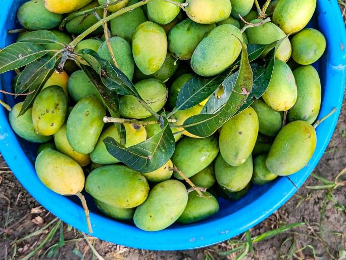 Worrying news for mango lovers! Only 25 percent mango production will be there this year, open your pockets... | आंबा प्रेमींसाठी चिंतेची बातमी! यंदा अवघे २५ टक्केच आंबा उत्पादन होणार, खिसे मोकळे करा... Worrying news for mango lovers! Only 25 percent mango production will be there this year, open your pockets... | आंबा प्रेमींसाठी चिंतेची बातमी! यंदा अवघे २५ टक्केच आंबा उत्पादन होणार, खिसे मोकळे करा...